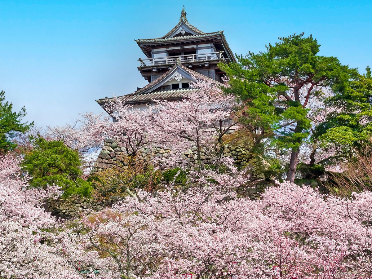 Maruoka Castle Introduction